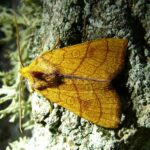 Zlatokřídlec lipový Pyrrhia_umbra_01_(HS)