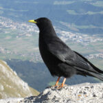 Pyrrhocorax-graculus-0016-a