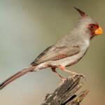 Pyrrhuloxia_(34152495333)_(cropped)