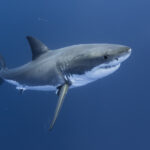 REQUIN-BLANC_AP5A9973_FGUERIN
