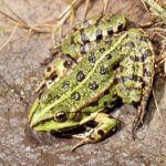 RanaRidibundaFemale