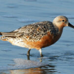 Red-Knot_(Calidris_canutus)_RWD2