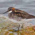 Red-necked_Phalarope