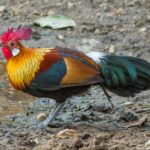 Kur bankivský Red_Junglefowl_(male)-9858,_crop