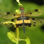 Rhyothemis_variegata_-_Davidraju_IMG_4761