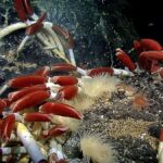 Riftia_tube_worm_colony_Galapagos_2011