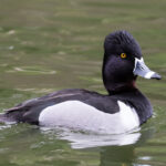 Ring-necked_Duck_(m)_(26265137481)