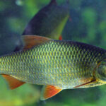 Rutilus_rutilus_plotice_obecna_02