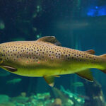Salmo_trutta_Ozeaneum_Stralsund_HBP_2010-07-02