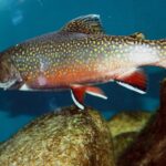 Salvelinus_fontinalis_Prague_Vltava_1