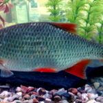 Scardinius_erythrophthalmus_in_aquarium