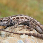 Sceloporus_occidentalis,_Sacramento_County,_California