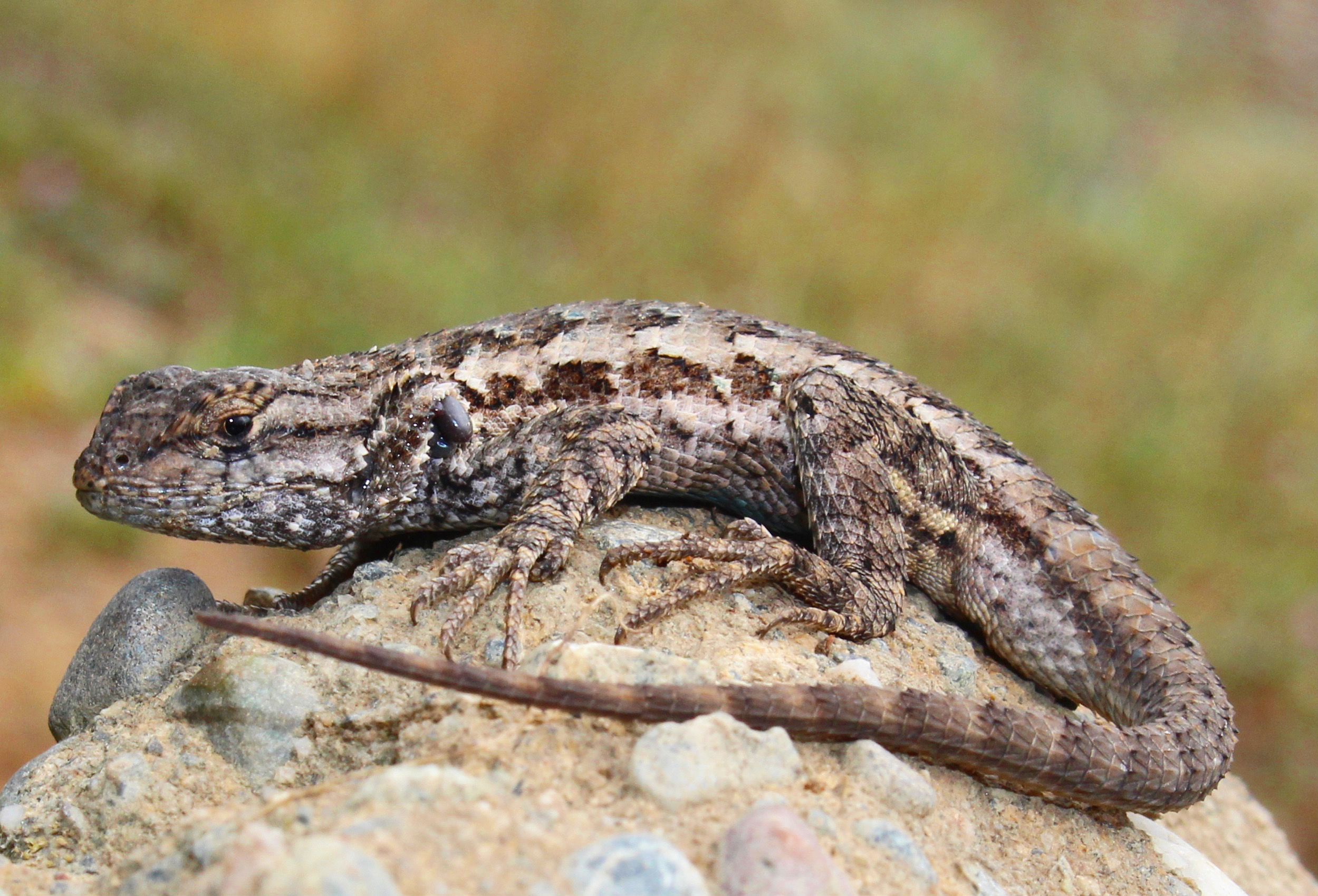 Sceloporus occidentalis