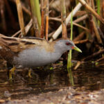 Schiribilla(porzana-parva)