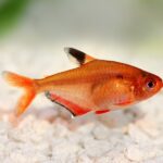 Serpae Tetra