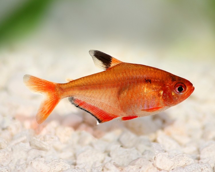 Tetra krvavá