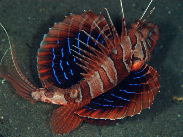 Parapterois heterura