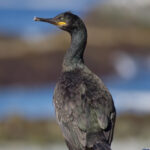 Shag_Phalacrocorax_aristotelis