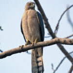 Shikra1