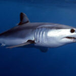 Shortfin_Mako