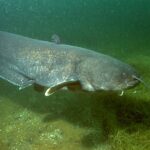 Silurus_glanis_02