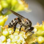 Singapore-Geographic-Black-dwarf-honey-bee-5.jpg