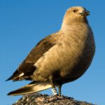 Skua_antarctique_-_South_Polar_Skua
