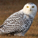 SnowyOwl