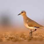SociablePlover