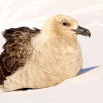 South-polar-skua-Stercorarius-maccormicki-on-the-Haswell-Archipelago-Davis-Sea