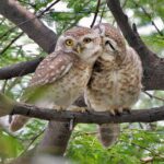 Spotted_Owlet_(Athene_brama)-_Pair_in_Foreplay_at_Bharatpur_I_IMG_5472