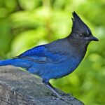Stellers_jay_-_natures_pics
