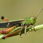 Stenobothrus lineatus male