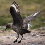 Stercorarius_antarcticus_-Godthul,_South_Georgia,_British_Overseas_Territories,_UK_-landing-8
