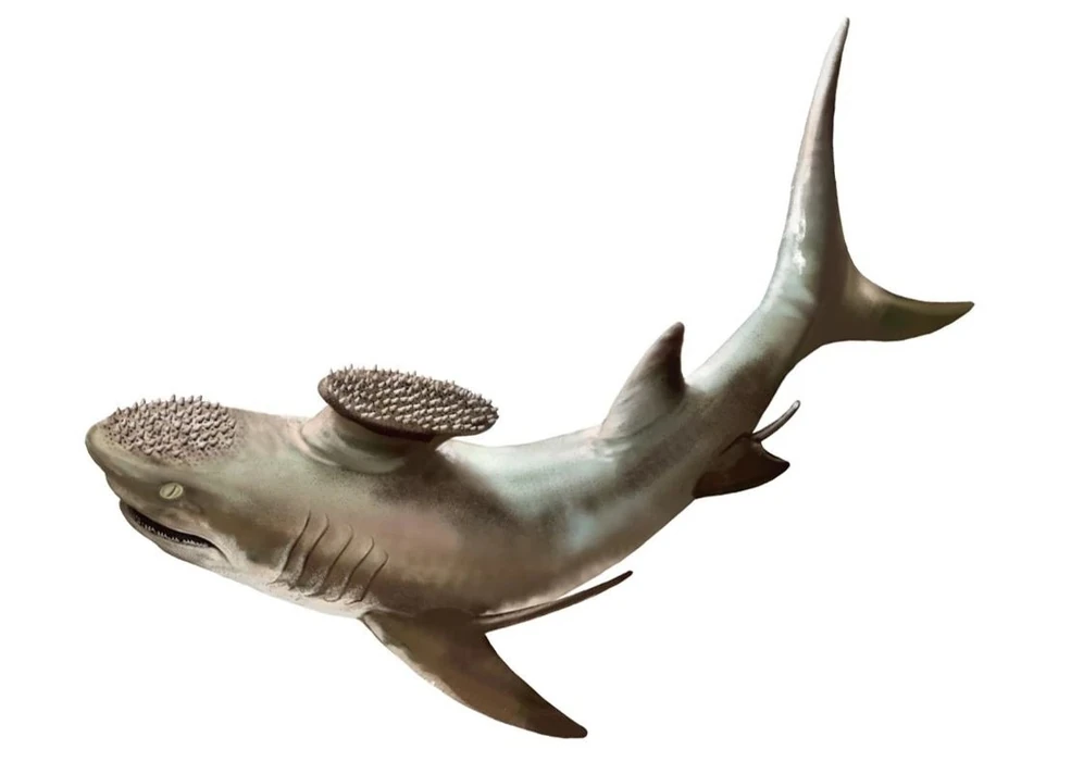 Stethacanthus
