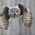 Strix_nebulosa_in_flight