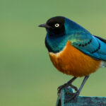 Superb_Starling_Portrait