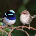 Superb_fairy_wrens_mark_2