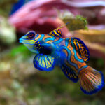 Synchiropus_splendidus_2_Luc_Viatour