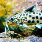 Synodontis-multipunctatus