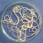 T._canis_adult_worms_wiki