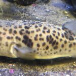 Čtverzubec fugu Takifugu_pardalis_AQUAS_1