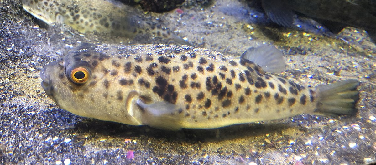 Čtverzubec fugu