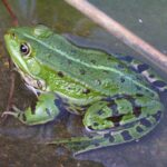 Teichfrosch