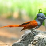 Terpsiphone_viridis_-_African_Paradise_Flycatcher