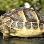 Testudo_hermanni_boettgeri