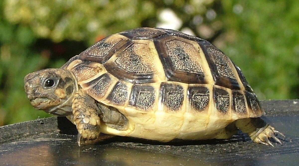 Želva zelenavá