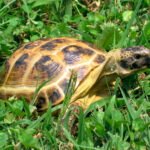 Testudo_horsefieldii