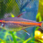 Tetra_Glowlight_cropped