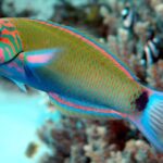 Thalassoma_lunare